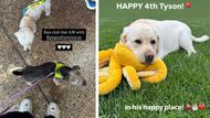 Which stars of The Young and the Restless share a home with these dogs? | Images: Instagram